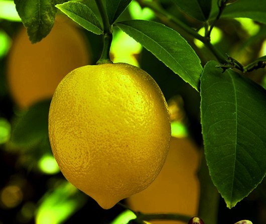 Картинки по запросу "Обрезки лимонов""