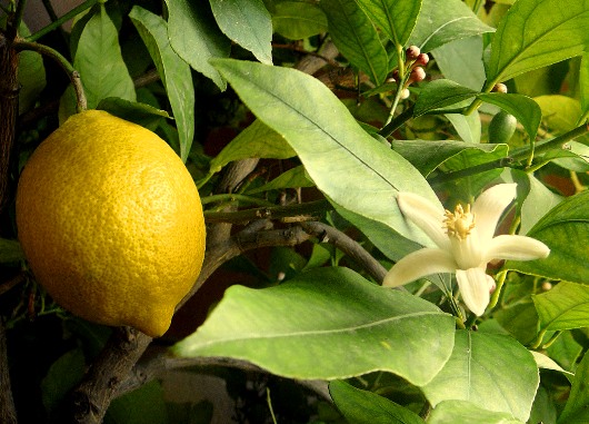 limon i limon