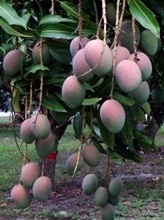 Король фруктов - манго!