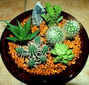 коллекция кактусов