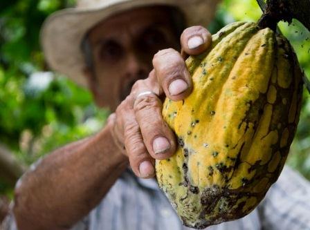 выращивание какао бобов приносит фермерам гроши улучшение жизни фермеров