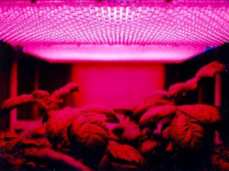 Светодиодное освещение позволяет выращивать растения без естественного света