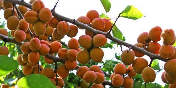 описание абрикоса Гвиани