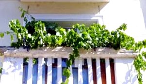 Виноград на балконе