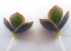 Деточка каланхоэ Деточка каланхоэ