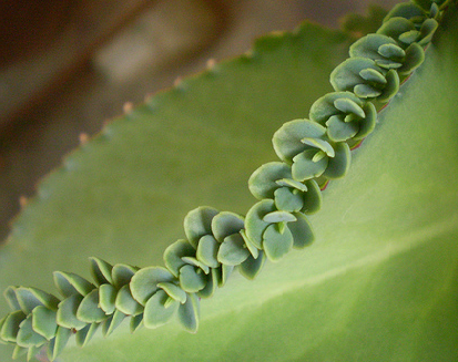 Деточки каланхоэ на листе Размножение каланхоэ