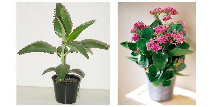 Каланхоэ Дергемона (слева) и Перистое Каланхоэ перистое и дергемона