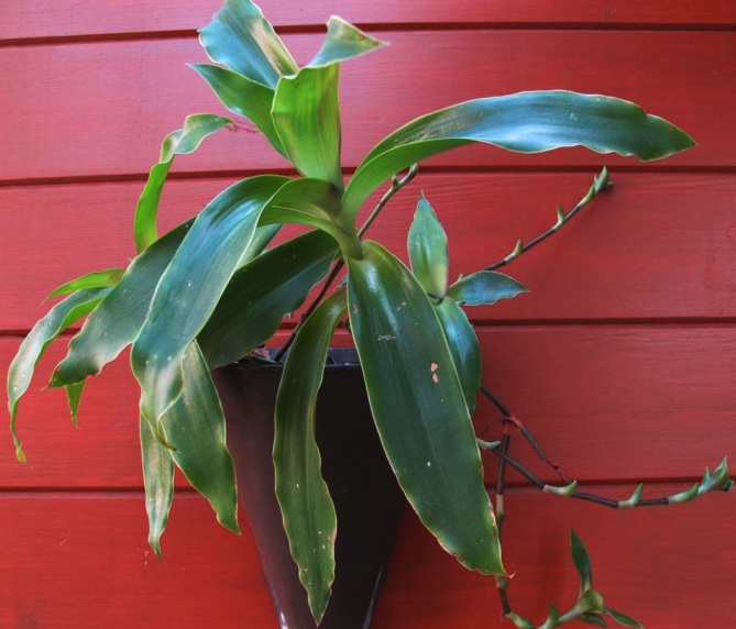 Болезни каллизии Золотого уса