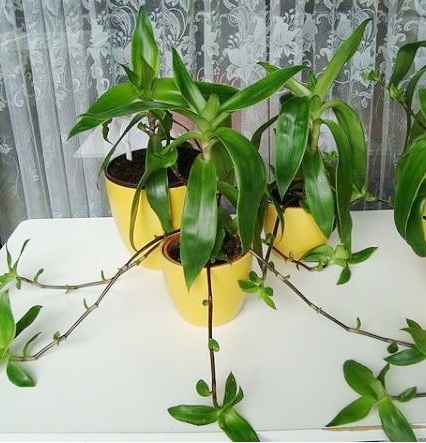 Каллизия или золотой ус