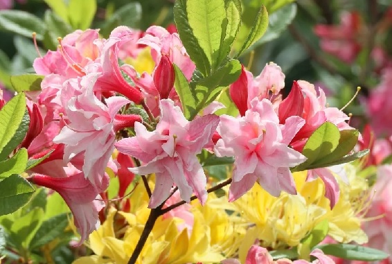 Виды и сорта азалий