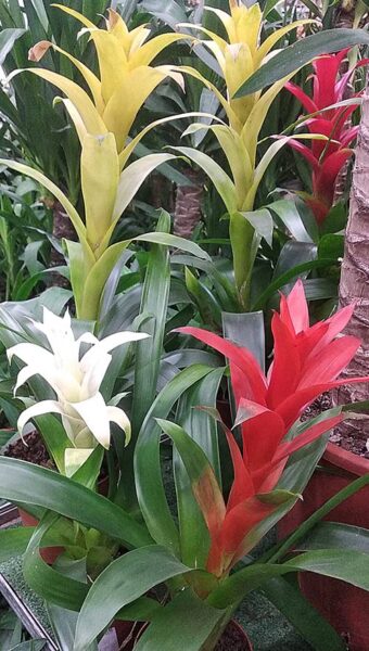 Гузмания Хильда