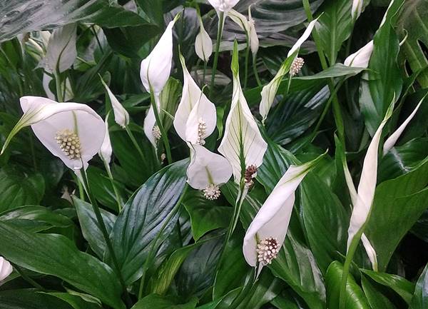 Спатифиллум