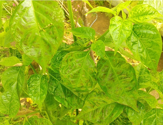 Альтернариоз