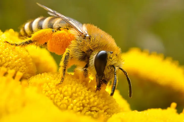 Wildlife Friendly Gardening 5 Easy Wildlife Garden Ideas