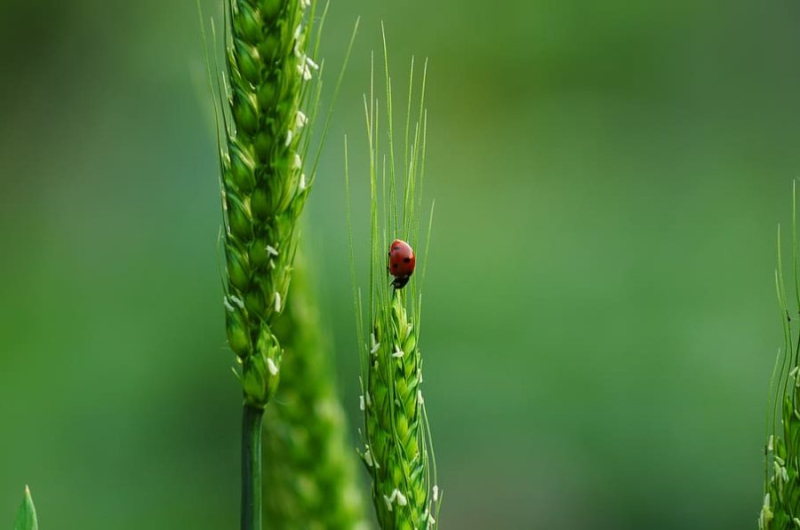 Basics of Sustainable Gardening Practices: 24 Tips and Tricks