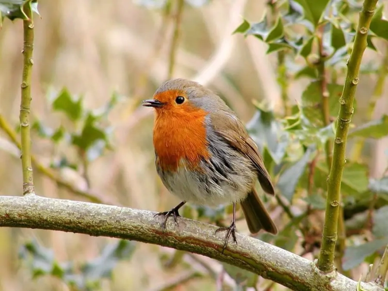 Introduction to Sustainable Gardening: Comprehensive Guide
