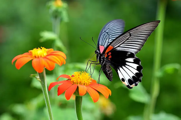 Wildlife Friendly Gardening 5 Easy Wildlife Garden Ideas