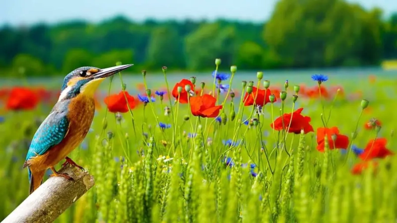 Wildlife Friendly Gardening 5 Easy Wildlife Garden Ideas