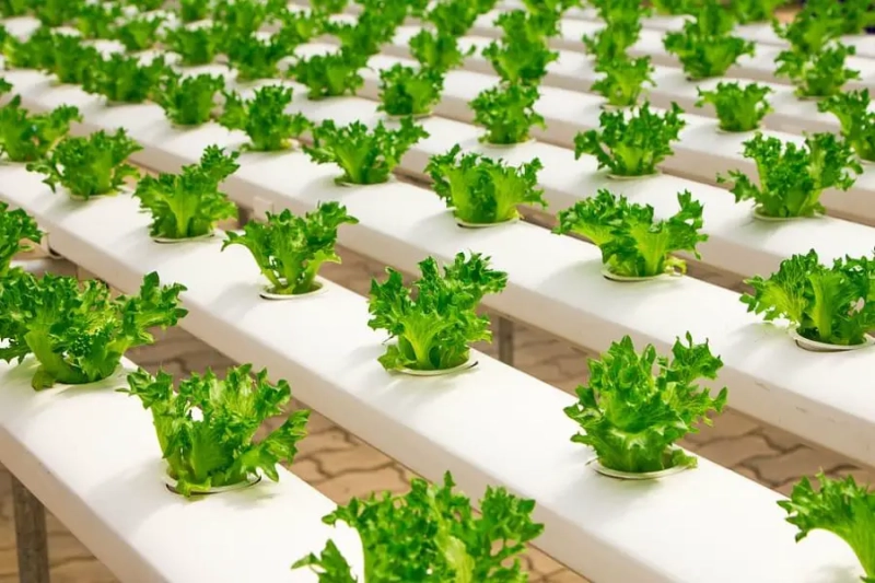 Introduction to Sustainable Gardening: Comprehensive Guide