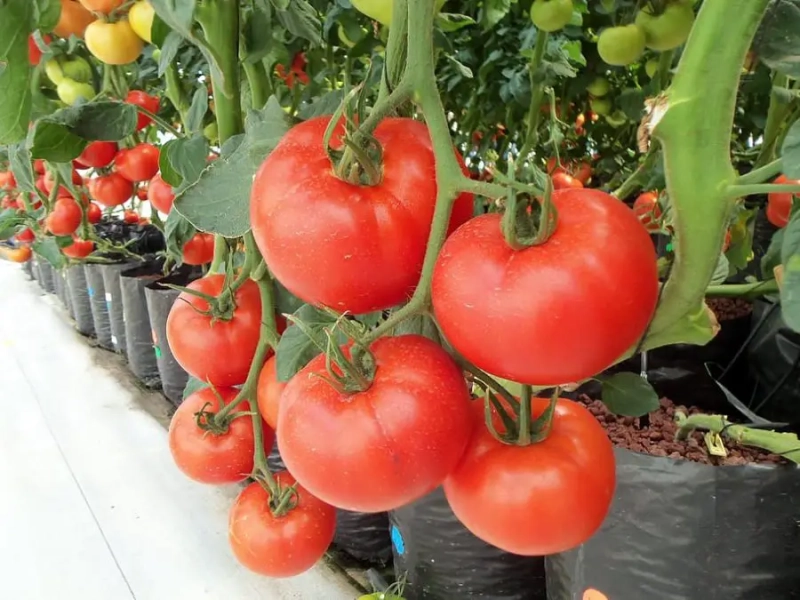 Basics of Sustainable Gardening Practices: 24 Tips and Tricks