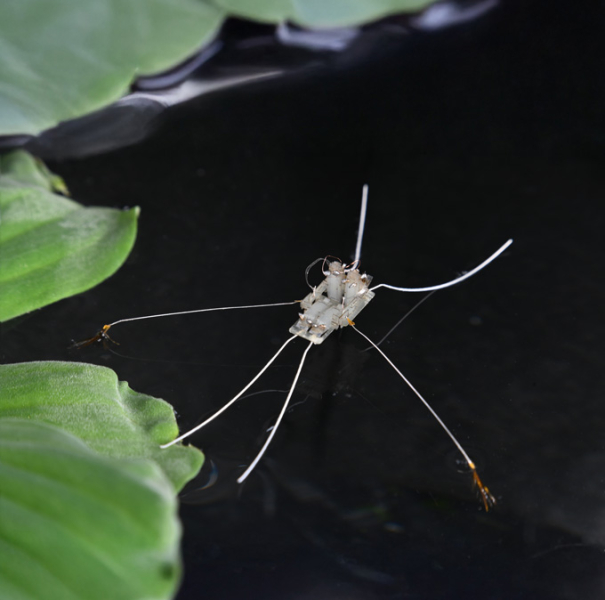 Frilly bug feet inspire a water-striding robot