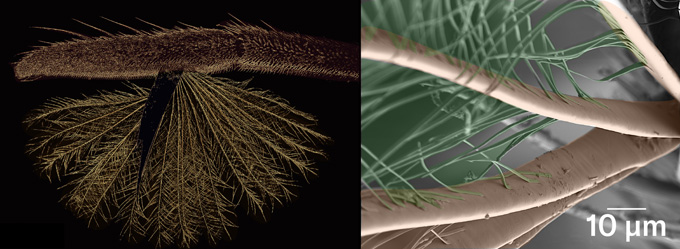 Frilly bug feet inspire a water-striding robot