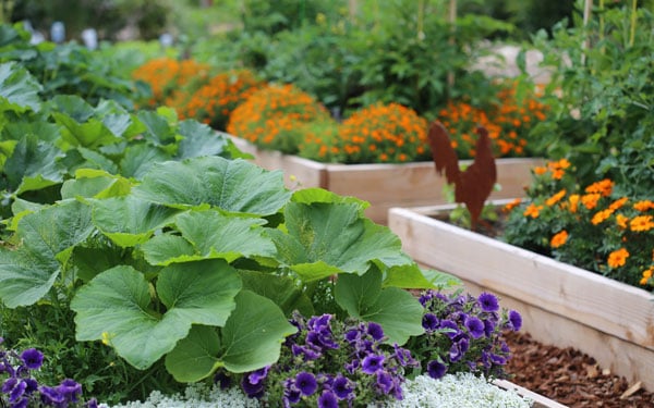 Raised Bed Gardening 101