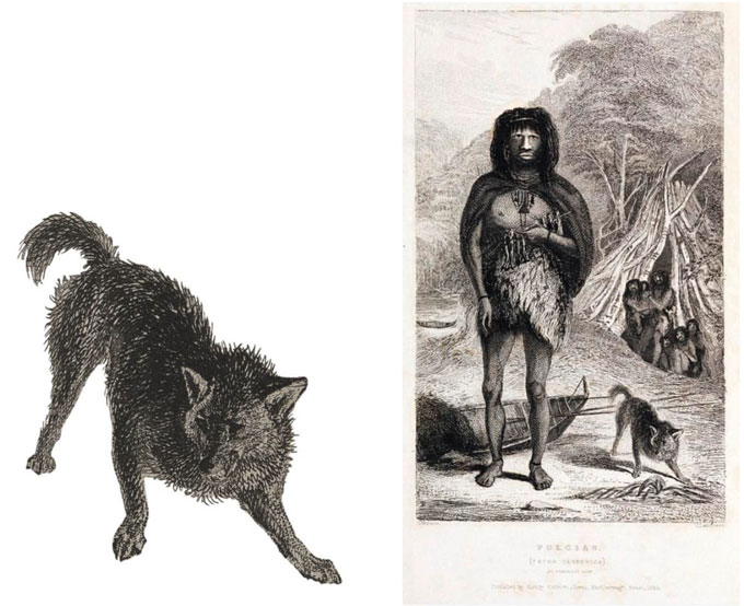 The mysterious, extinct ‘Fuegian dog’ was actually a semi-tame fox