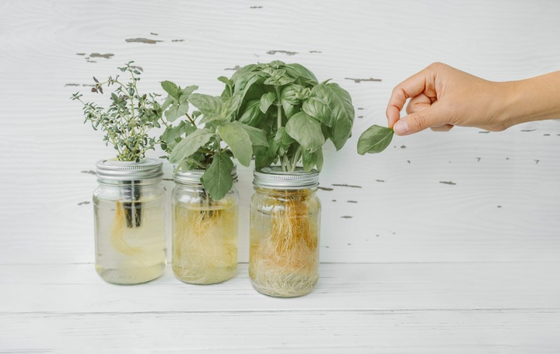 Ultimate Beginner’s Guide to Growing Herbs Indoors