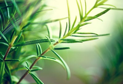 Ultimate Beginner’s Guide to Growing Herbs Indoors