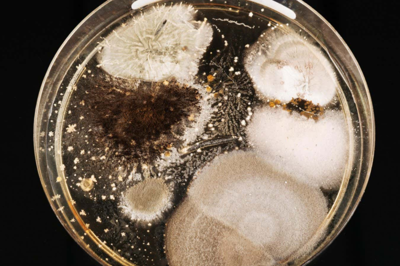 The deadliest mushroom, the death cap, is still concocting new poisons