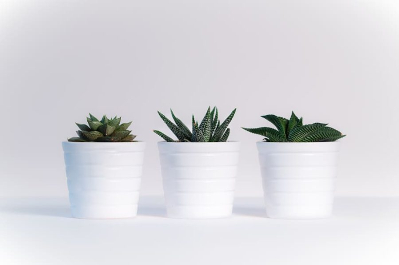 How To Use Compost In Potted Plants: 11 Tips And Tricks