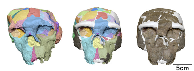An ancient Chinese skull might change how we see our human roots