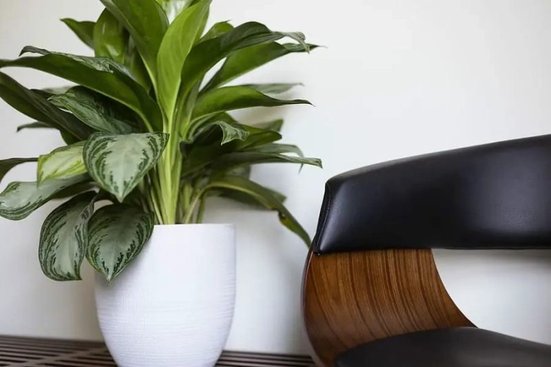 How To Use Compost In Potted Plants: 11 Tips And Tricks