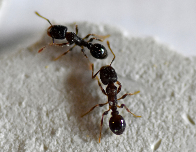 Just like humans, many animals get more aggressive in the heat