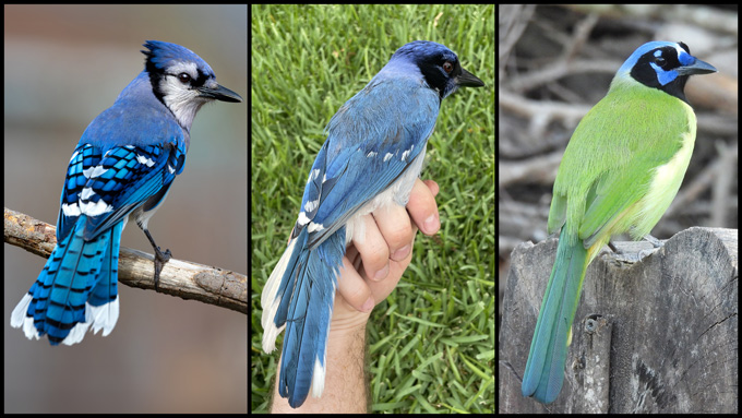 Meet the ‘grue jay,’ a rare hybrid songbird