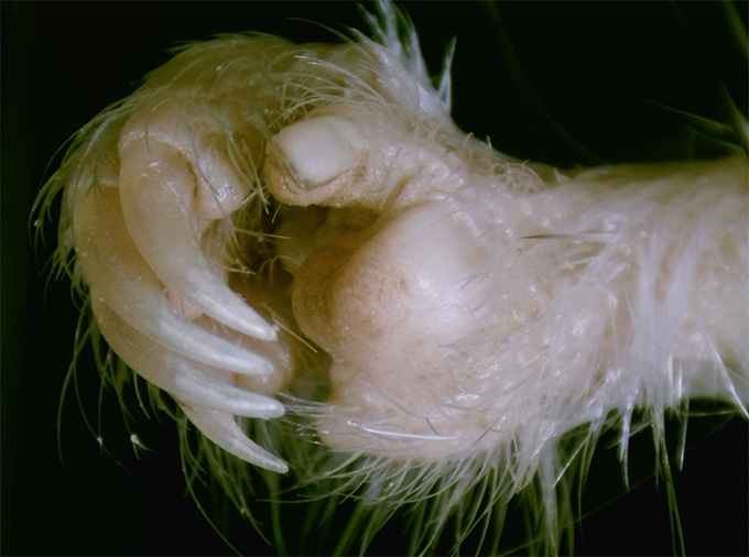 Tiny thumbnails may be key for rodents’ global takeover