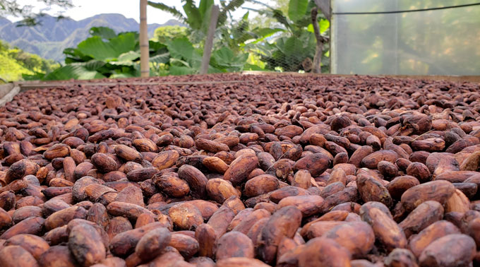 What makes chocolate taste so good? It’s the microbes
