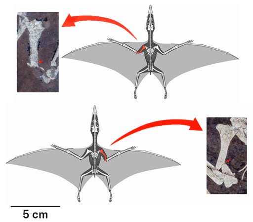Young pterosaurs probably died in violent Jurassic storms