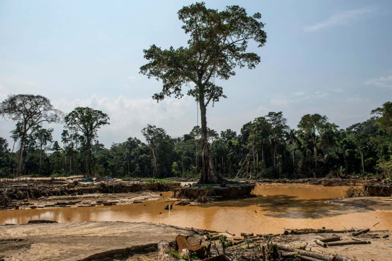 One of Earth’s most vital carbon sinks is faltering. Can we save it?