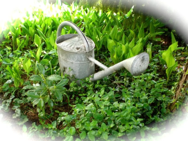 Bokashi vs Compost: Compare the 2 Methods