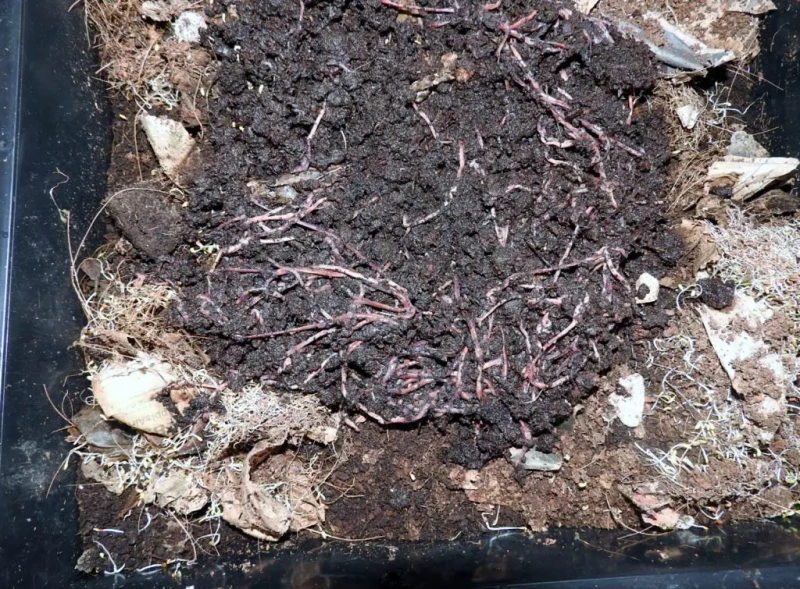 Setting Up a Worm Compost Bin: 3 Big Reasons Why