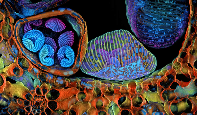 A rice weevil frozen in flight won the 2025 Nikon Small World photo contest