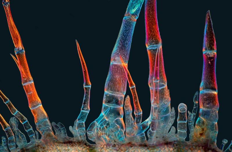 A rice weevil frozen in flight won the 2025 Nikon Small World photo contest