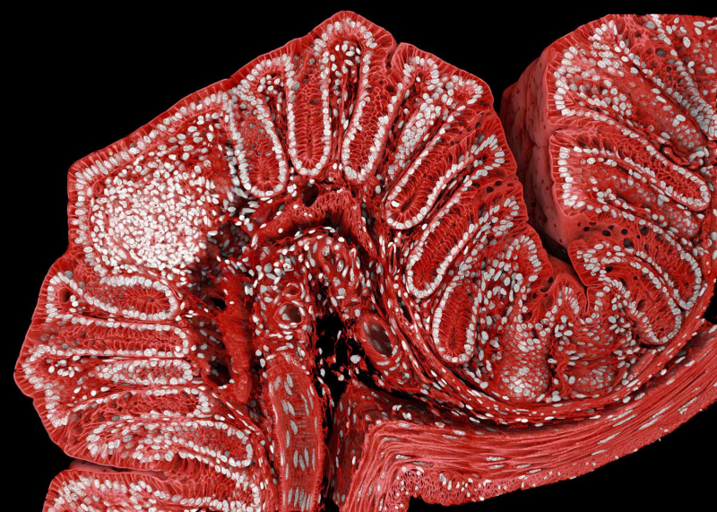A rice weevil frozen in flight won the 2025 Nikon Small World photo contest