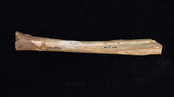 An ancient bone recasts how Indigenous Australians treated megafauna