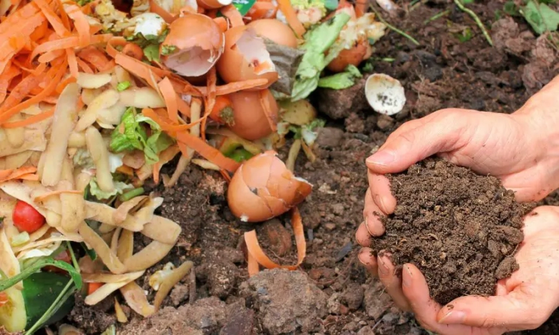 Composting 101: What Can Be Composted? Avoid These