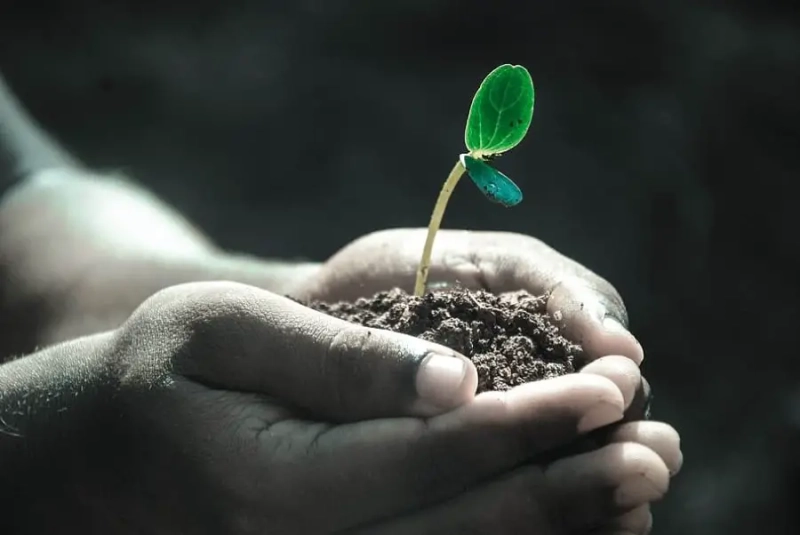 Bokashi vs Compost: Compare the 2 Methods