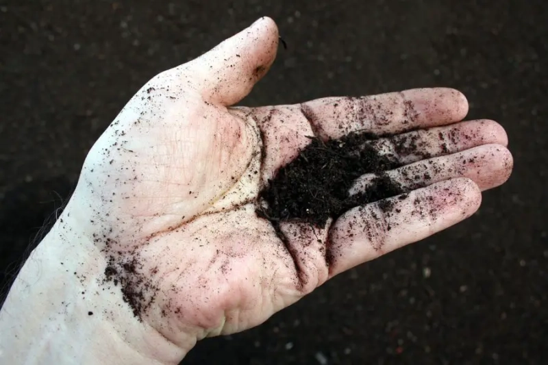 Composting 101: What Can Be Composted? Avoid These
