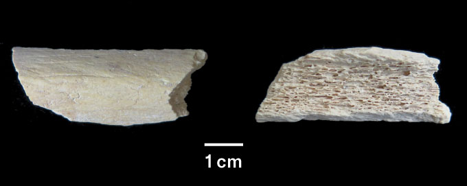 DNA reveals Neandertals traveled thousands of kilometers into Asia
